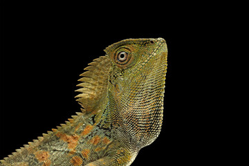 Close-up of head forest dragon lizards, Gonocephalus chamaeleontinus, animal closeup