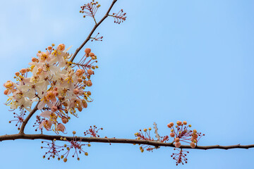 Selective focus of white flower on the tree, Cassia javanica, also known as Java cassia, Pink rainbow shower or Apple blossom tree is a species of tree in the family Fabaceae, Nature floral background
