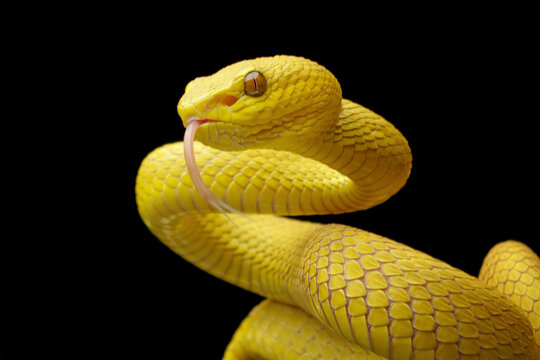 Yellow White-lipped Pit Viper isolated on black background, angry yellow viper snake, Trimeresurus insularis