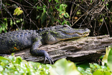 American Alligator Mother Resting on a Downed Tree By Her Nest  Near the Bank of the Wekiva River in Central Florida - Relaxing with Her Hand Hanging Off the Log - Covered in Algae