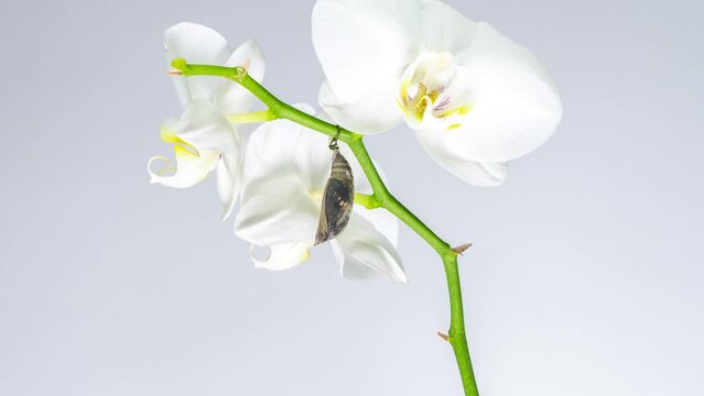 Parthenos Sylvia butterfly emerging from cocoon on orchid, spreading its beautiful wings and flying away. White background 4K timelapse