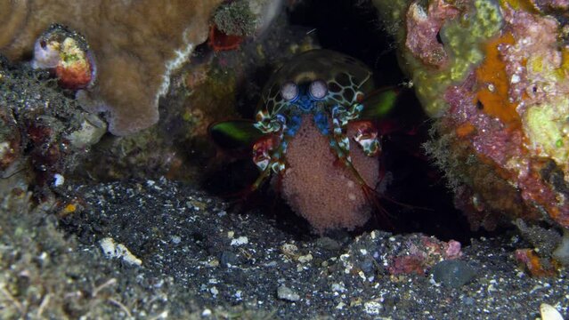 Mantis Shrimp - Odontodactylus scyllarus holds her clutch of eggs in her clubbed claws. Sea life of Tulamben, Bali, Indonesia.