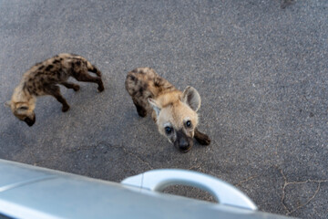 Baby spotted Hyena looking up at the camera from a tar road with car door handle visible in Kruger...
