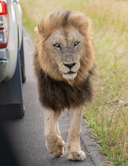 
Close-up image of a big male lion with dark mane  walking on tar road looking into the camera in Kruger National Park, South Africa 
