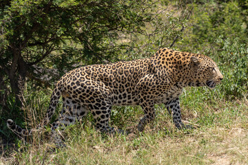 leopard stalking on a sunny day in kruger 