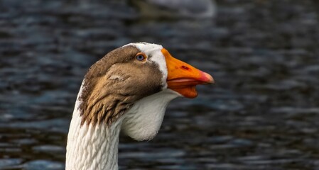 portrait of a waterfowl - a gray domestic goose with blue eyes, a white forehead and chin and an orange beak on the water of a pond on a sunny winter day