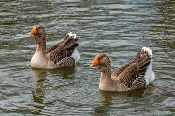 Fototapeta premium waterfowl - two gray domestic geese on the water of a pond on a sunny winter day