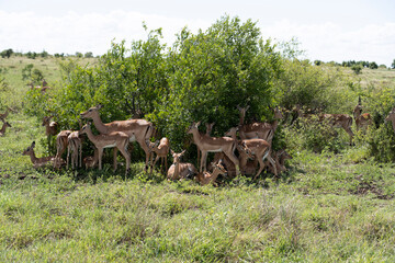 Herd of impala in the sun 