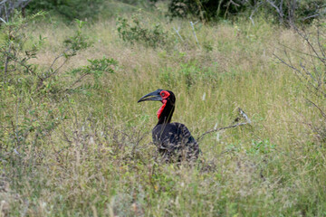 red billed hornbill in the green savannah of kruger national park 