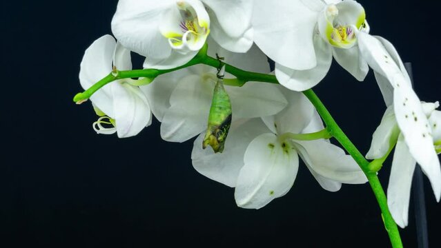 Graphium Agamemnon butterfly emerging from cocoon on orchid, spreading its beautiful wings and flying away. White background 4K timelapse
