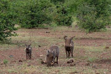 Family of warthogs 