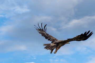 big brown eagle in flight