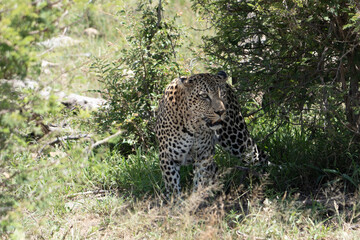 male leopard on the ground 