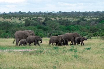 Fototapeta premium herd of elephants walking across the african savannah 