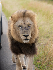 Close-up image of a big male lion with dark mane  walking on tar road looking into the camera in Kruger National Park, South Africa 