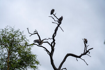 Vultures sitting on a dead tree against a cloudy sky 