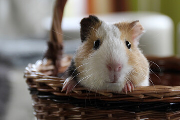 Cute guinea pig in a basket - 576008931
