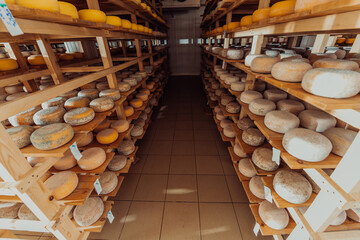 A large storehouse of manufactured cheese standing on the shelves ready to be transported to markets