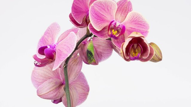 Graphium Agamemnon butterfly emerging from cocoon on orchid, spreading its beautiful wings and flying away. White background 4K timelapse