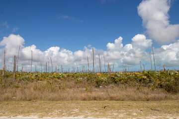 Trees stripped of their branches and leaves after a hurricane
