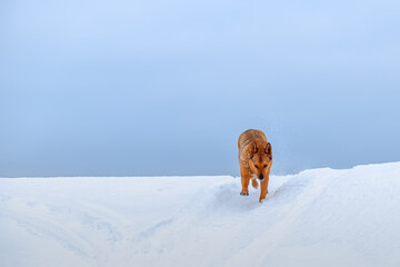 Fototapeta premium Red dog running in the snow in the cloudy day.