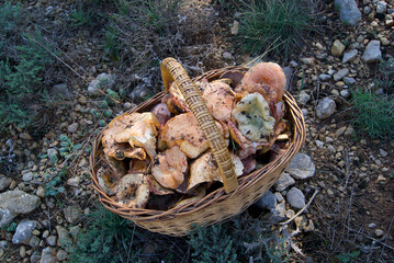 Basket of mushrooms, specifically niscalos or rovellones. Spending the day in the woods looking for mushrooms in late summer.