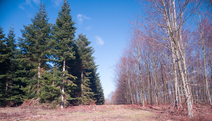 Tureby Forest: A Diverse forest