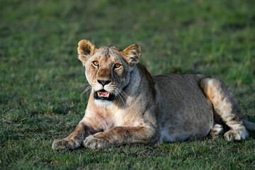 Lion female in the Masai Mara