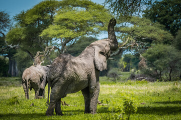 Fototapeta premium Elephant grabbing tree branches in Manyara National Park, Tanzania