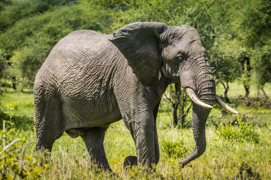 Elephant in Manyara National Park, Tanzania