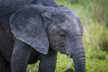 Baby elephant covered in mud in Manyara National Park, Tanzania