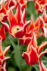 Naklejka premium Red and white tulips