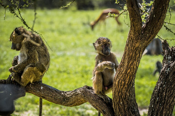 Baboon in Manyara National Park, Tanzania