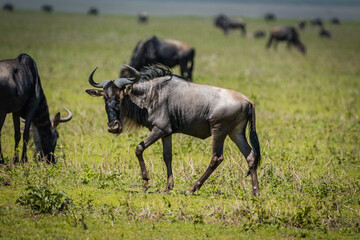 Wildebeests grazing in Serengeti National Park, Tanzania