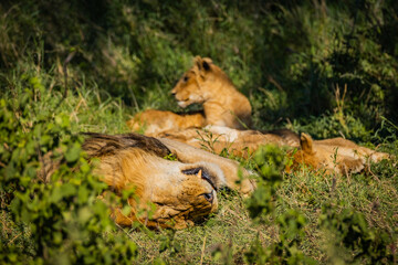 Naklejka na ściany i meble Lion napping with his cubs in Serengeti National Park, Tanzania