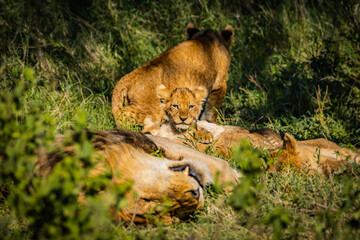 Lion cubs waking up from a nap in Serengeti National Park, Tanzania