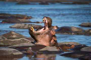 Hippopotamus yawning in Serengeti National Park, Tanzania - obrazy, fototapety, plakaty