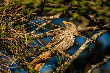 Rufous-tailed Weaver in Serengeti National Park, Tanzania