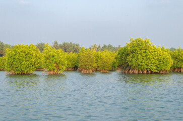 Backwaters of Kemmanu delta