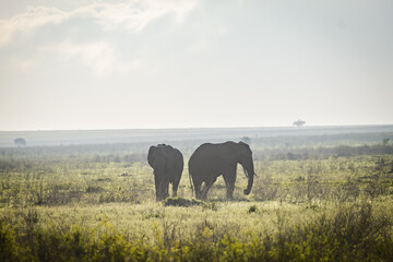Obraz premium Couple of elephants at sunrise in Serengeti National Park, Tanzania