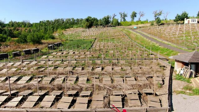 Cloudless summer spring day on snail farm outdoors. Wide shot wooden decks for breeding with green trees at background
