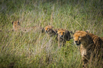 Cheetah and cub in the high grass Serengeti National Park, Tanzania