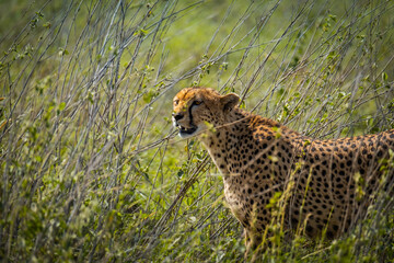 Cheetah in Serengeti National Park, Tanzania