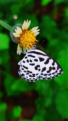butterfly on flower