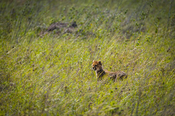 Cheetah cub in the high grass in Serengeti National Park, Tanzania