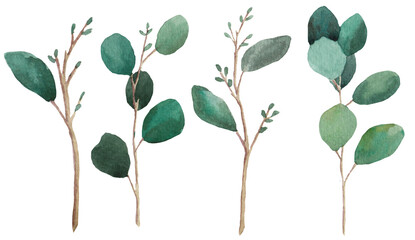 Eucalyptus clipart, wedding invitation, painted in watercolor on white background, for your design, boho style