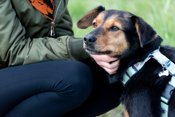 A happy dog ​​being stroked by its owner.