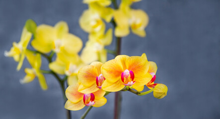 Blooming lovely yellow orchids. Hobbies, floriculture, home flowers, houseplants