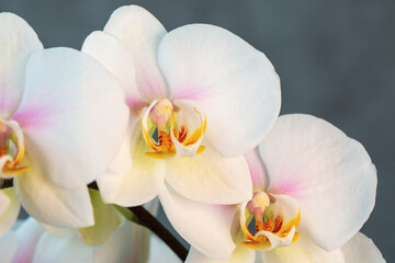 Blooming lovely white orchids. Hobbies, floriculture, home flowers, houseplants