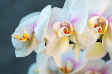 Fototapeta na wymiar Blooming lovely white orchids. Hobbies, floriculture, home flowers, houseplants